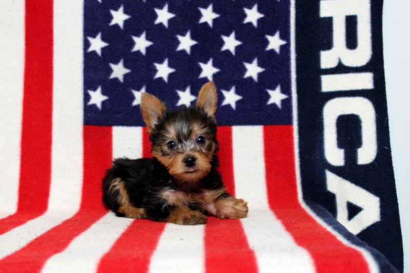 puppy, for, sale, Yorkshire Terrier, Matthew B. Stoltzfus, dog, breeder, Gap, PA, dog-breeder, puppy-for-sale, forsale, nearby, find, puppyfind, locator, puppylocator, aca